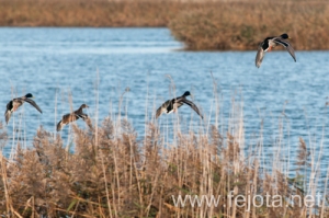 Nombre del archivo=131023_058.jpg
Tamaño del archivo=130Kb
Dimensiones=500x332
Fecha añadida=25 de Octubre de 13 131023_058.jpg