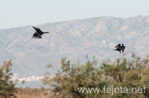 Nombre del archivo=131023_059.jpg
Tamaño del archivo=107Kb
Dimensiones=500x332
Fecha añadida=25 de Octubre de 13 131023_059.jpg