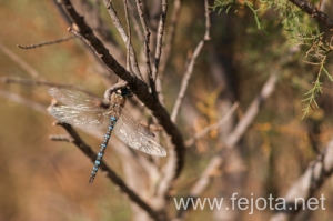 Nombre del archivo=131023_064.jpg
Tamaño del archivo=101Kb
Dimensiones=500x332
Fecha añadida=25 de Octubre de 13 131023_064.jpg