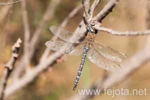 Nombre del archivo=131023_068.jpg
Tamaño del archivo=87Kb
Dimensiones=499x332
Fecha añadida=25 de Octubre de 13 131023_068.jpg