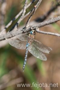 Nombre del archivo=131023_071.jpg
Tamaño del archivo=90Kb
Dimensiones=332x500
Fecha añadida=25 de Octubre de 13 131023_071.jpg