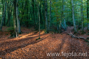 Nombre del archivo=131105_065.jpg
Tamaño del archivo=428Kb
Dimensiones=500x332
Fecha añadida=08 de Enero de 14 131105_065.jpg