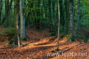 Nombre del archivo=131105_068.jpg
Tamaño del archivo=391Kb
Dimensiones=500x332
Fecha añadida=08 de Enero de 14 131105_068.jpg