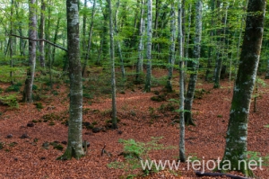 Nombre del archivo=131105_085.jpg
Tamaño del archivo=353Kb
Dimensiones=500x332
Fecha añadida=08 de Enero de 14 131105_085.jpg