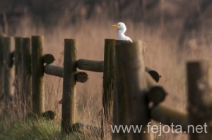 Nombre del archivo=131210_003.jpg
Tamaño del archivo=87Kb
Dimensiones=500x332
Fecha añadida=16 de Febrero de 14 131210_003.jpg