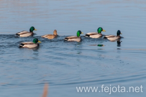 Nombre del archivo=131210_008.jpg
Tamaño del archivo=83Kb
Dimensiones=500x332
Fecha añadida=16 de Febrero de 14 131210_008.jpg