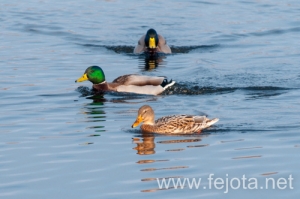 Nombre del archivo=131210_014.jpg
Tamaño del archivo=100Kb
Dimensiones=500x332
Fecha añadida=16 de Febrero de 14 131210_014.jpg