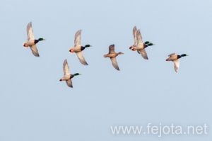 Nombre del archivo=131210_024.jpg
Tamaño del archivo=45Kb
Dimensiones=500x332
Fecha añadida=16 de Febrero de 14 131210_024.jpg