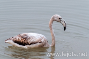 Nombre del archivo=131210_125.jpg
Tamaño del archivo=74Kb
Dimensiones=500x332
Fecha añadida=16 de Febrero de 14 131210_125.jpg