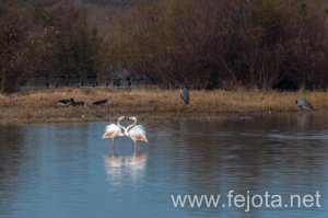 Nombre del archivo=131210_159.jpg
Tamaño del archivo=103Kb
Dimensiones=500x332
Fecha añadida=16 de Febrero de 14 131210_159.jpg