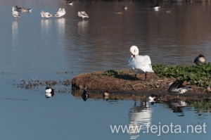 Nombre del archivo=131213_010.jpg
Tamaño del archivo=92Kb
Dimensiones=500x332
Fecha añadida=16 de Febrero de 14 131213_010.jpg