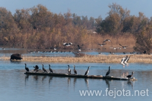 Nombre del archivo=131213_026.jpg
Tamaño del archivo=118Kb
Dimensiones=500x332
Fecha añadida=16 de Febrero de 14 131213_026.jpg
