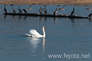 Nombre del archivo=131213_036.jpg
Tamaño del archivo=91Kb
Dimensiones=500x332
Fecha añadida=16 de Febrero de 14 131213_036.jpg