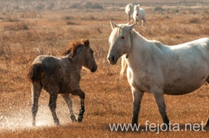 Nombre del archivo=131213_085.jpg
Tamaño del archivo=135Kb
Dimensiones=500x332
Fecha añadida=16 de Febrero de 14 131213_085.jpg