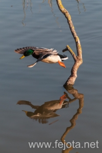 Nombre del archivo=131213_103.jpg
Tamaño del archivo=71Kb
Dimensiones=332x500
Fecha añadida=16 de Febrero de 14 131213_103.jpg