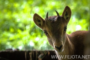 Nombre del archivo=140910_209.jpg
Tamaño del archivo=108Kb
Dimensiones=500x332
Fecha añadida=16 de Enero de 15 140910_209.jpg