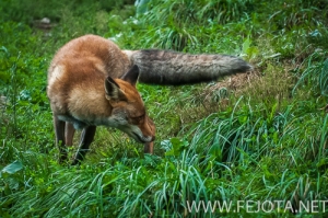 Nombre del archivo=140910_278.jpg
Tamaño del archivo=196Kb
Dimensiones=500x332
Fecha añadida=16 de Enero de 15 140910_278.jpg