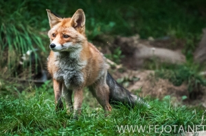 Nombre del archivo=140910_310.jpg
Tamaño del archivo=257Kb
Dimensiones=500x332
Fecha añadida=16 de Enero de 15 140910_310.jpg