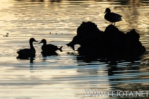 Nombre del archivo=141018_005.jpg
Tamaño del archivo=139Kb
Dimensiones=500x332
Fecha añadida=22 de Enero de 15 141018_005.jpg